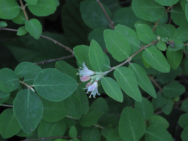 Symphoricarpos occidentalis