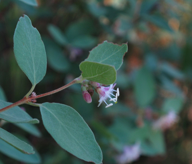 Symphoricarpos occidentalis