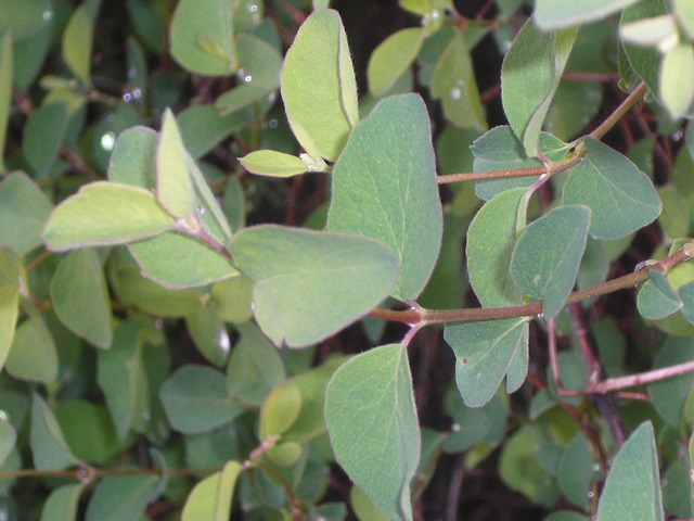 Symphoricarpos occidentalis (Symphoricarpos occidentalis)
