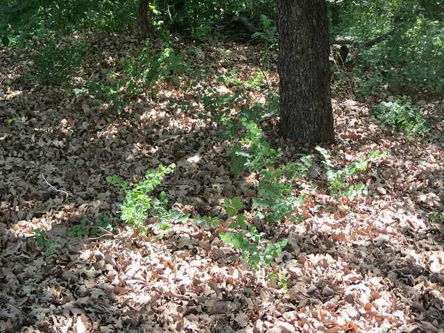 Symphoricarpos orbiculatus