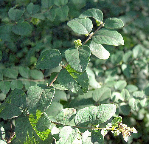Symphoricarpos orbiculatus