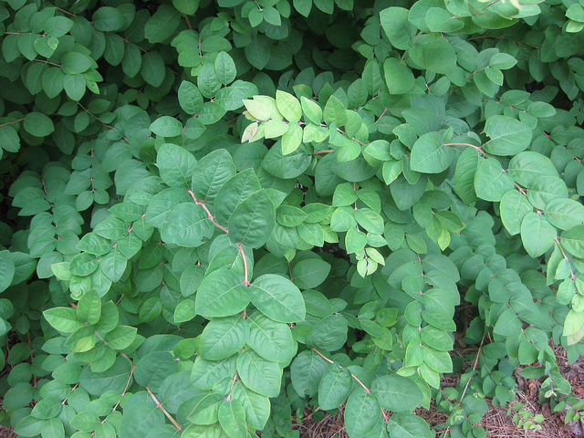 Symphoricarpos orbiculatus