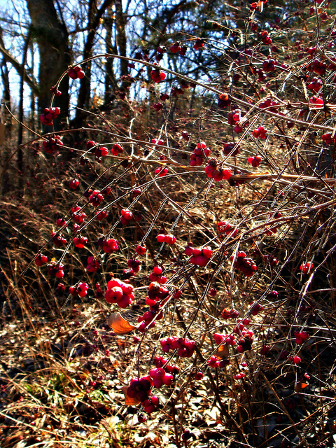 Symphoricarpos orbiculatus