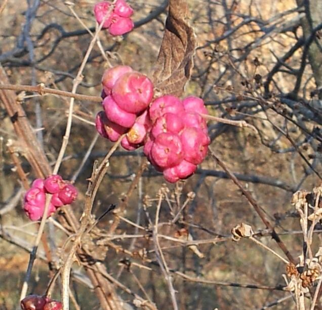 Symphoricarpos orbiculatus
