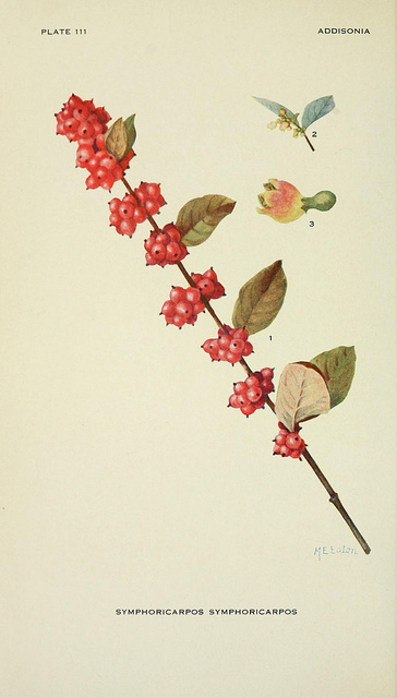 Symphoricarpos orbiculatus
