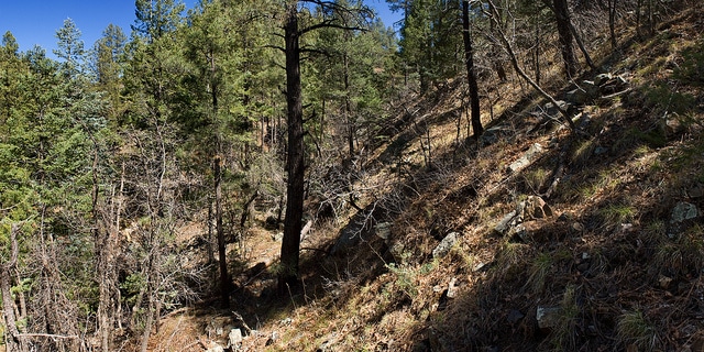 Symphoricarpos rotundifolius