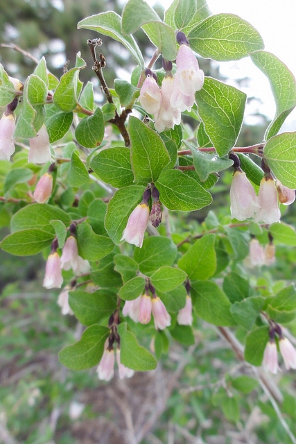 Symphoricarpos rotundifolius