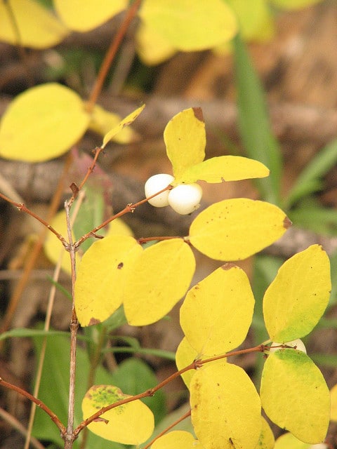Symphoricarpos rotundifolius
