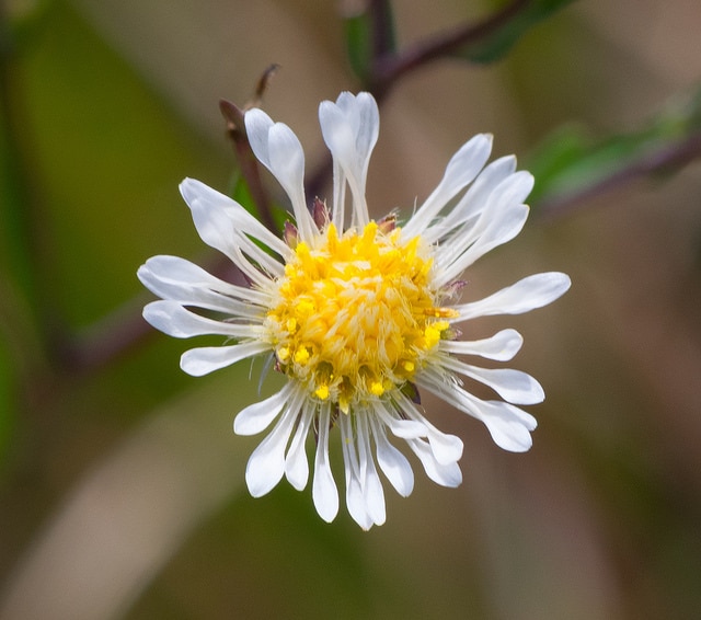 Symphyotrichum boreale