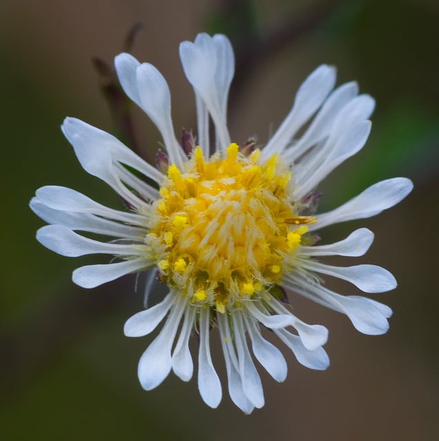 Symphyotrichum boreale