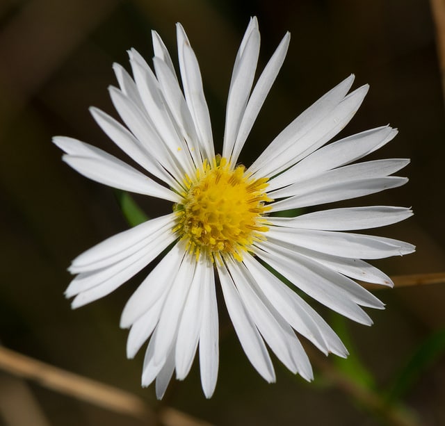 Symphyotrichum boreale
