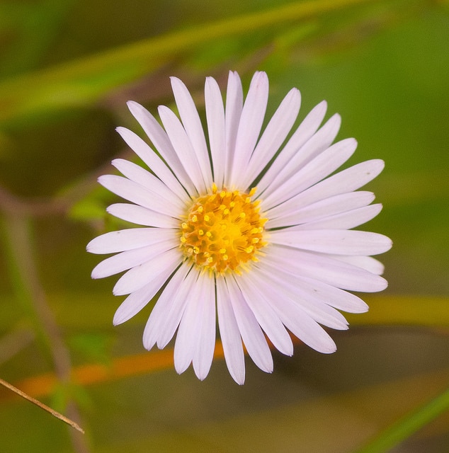 Symphyotrichum boreale