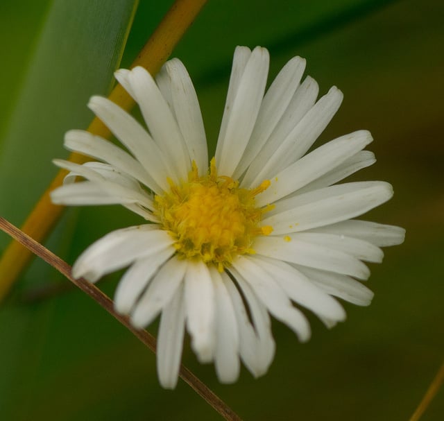Symphyotrichum boreale (Symphyotrichum boreale)