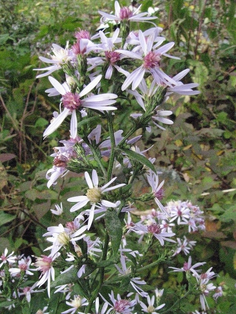 Symphyotrichum cordifolium (Symphyotrichum cordifolium)