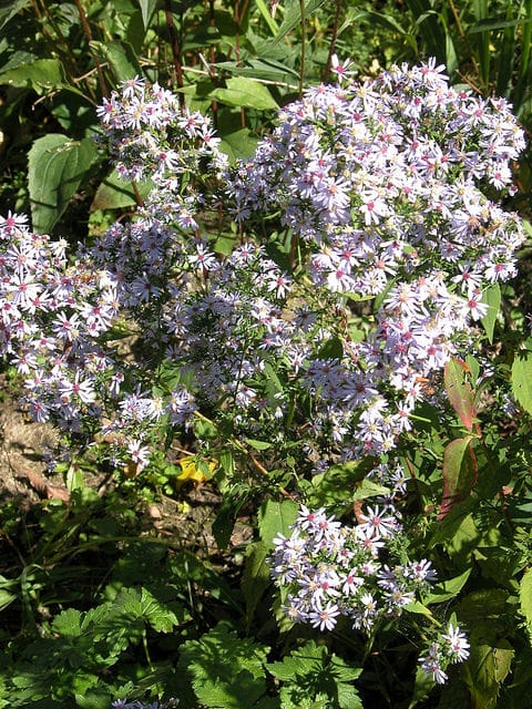 Symphyotrichum cordifolium