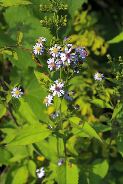 Symphyotrichum cordifolium