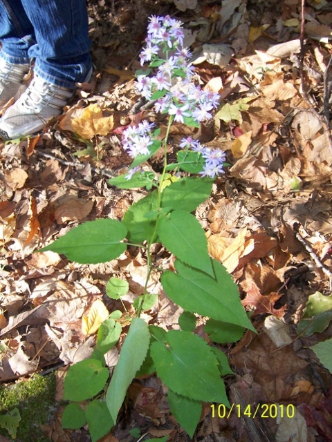 Symphyotrichum cordifolium