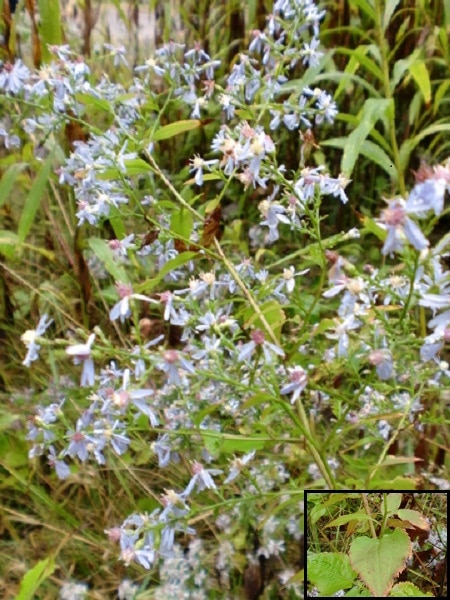 Symphyotrichum cordifolium