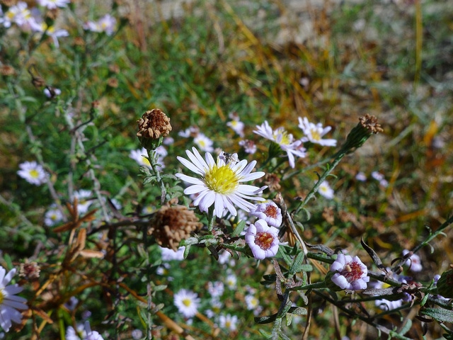 Aster touffu (Symphyotrichum dumosum)