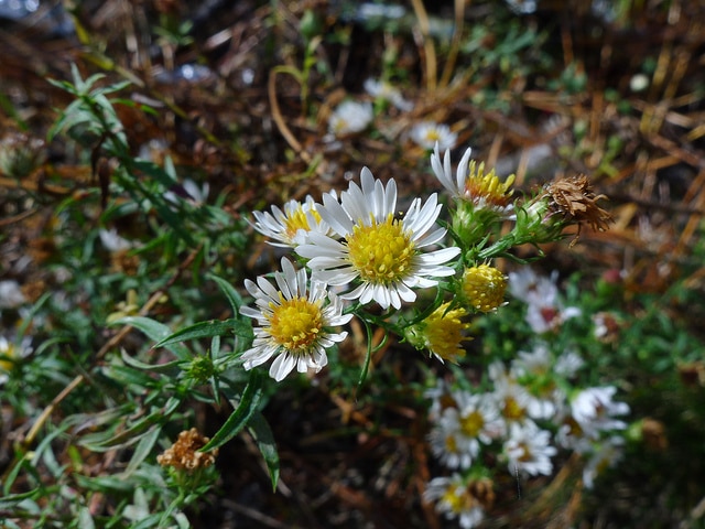 Aster touffu