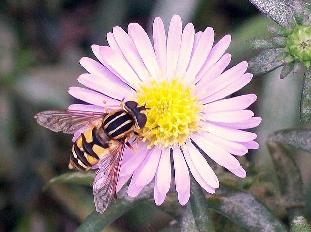 Aster touffu