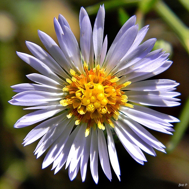 Aster touffu