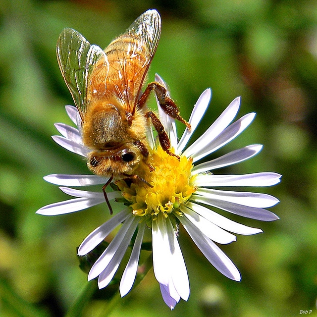 Aster touffu
