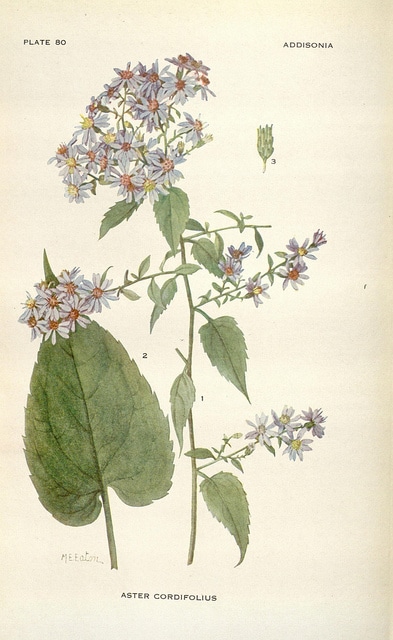 Aster touffu
