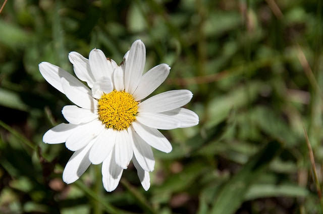 Aster fausse bruyère (Symphyotrichum ericoides)