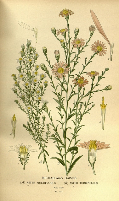 Aster fausse bruyère