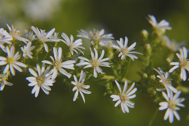 Aster fausse bruyère