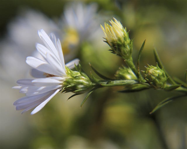 Aster fausse bruyère
