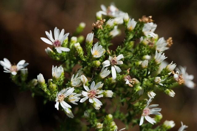 Aster fausse bruyère