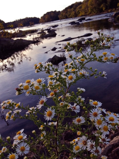 Aster fausse bruyère