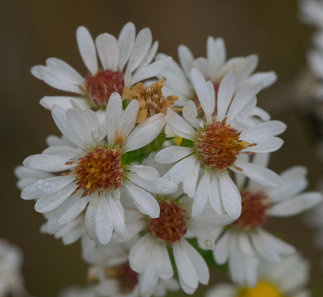 Aster à fleurs latérales (Symphyotrichum lateriflorum)