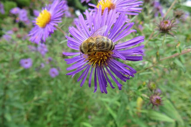 Aster de nouvelle-angleterre