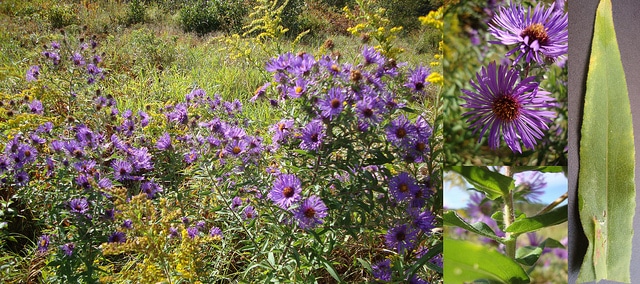 Aster de nouvelle-angleterre