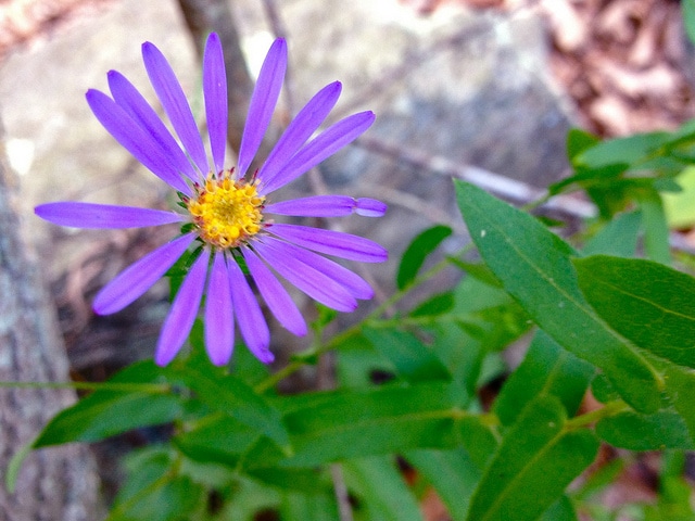 Aster de nouvelle-angleterre