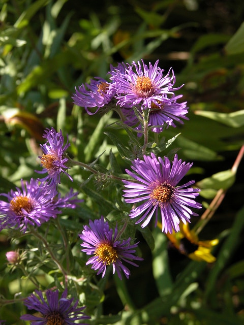 Aster de nouvelle-angleterre