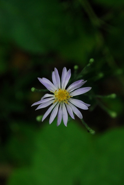 Symphyotrichum oolentangiense