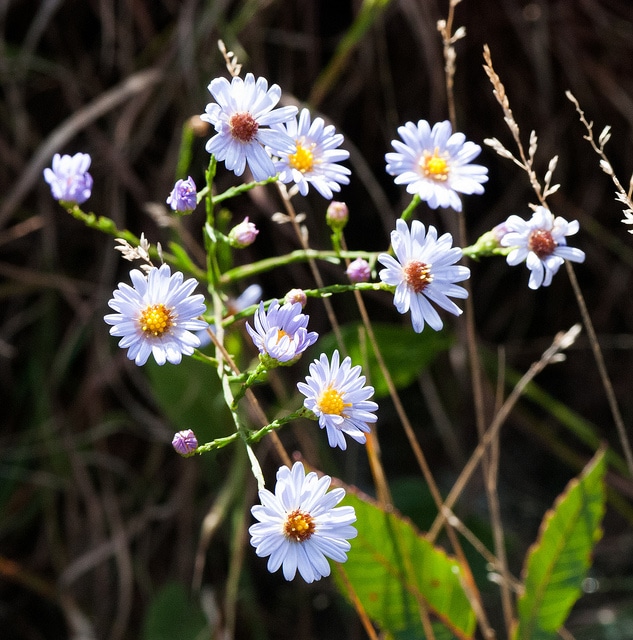 Symphyotrichum oolentangiense