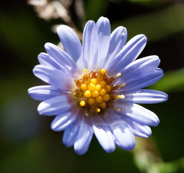Symphyotrichum oolentangiense