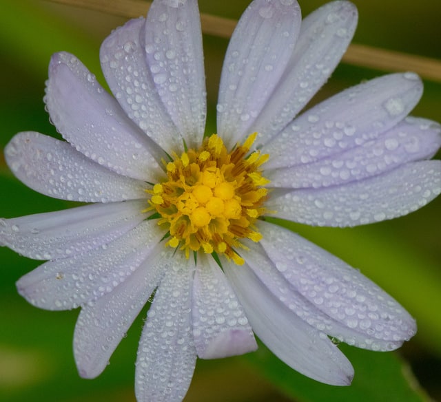 Symphyotrichum oolentangiense
