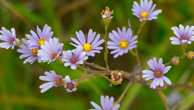 Symphyotrichum oolentangiense