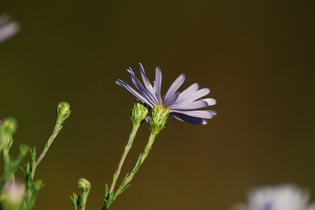 Symphyotrichum oolentangiense