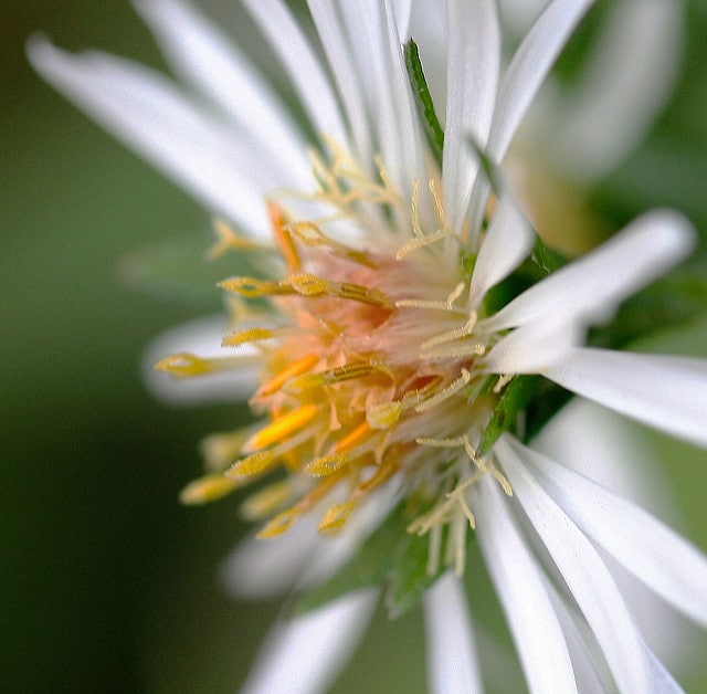 Symphyotrichum pilosum