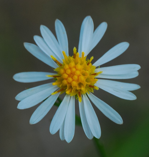 Symphyotrichum pilosum