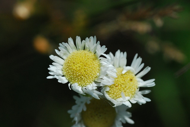 Symphyotrichum pilosum