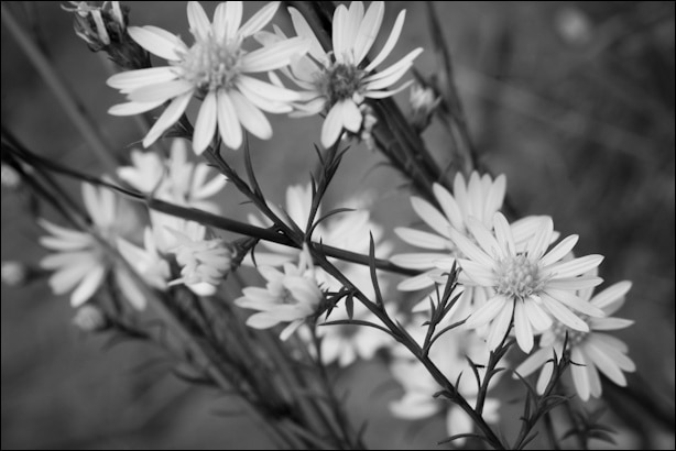 Symphyotrichum pilosum