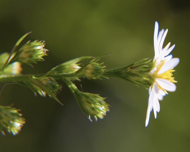 Symphyotrichum pilosum (Symphyotrichum pilosum)